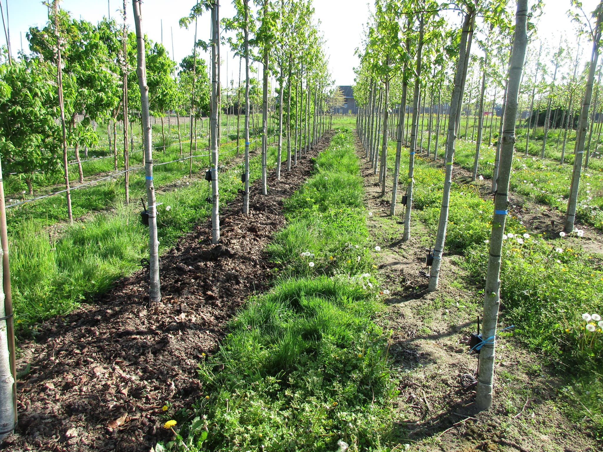 Mulchproef op de onderzoekslocatie